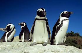 4_penguins